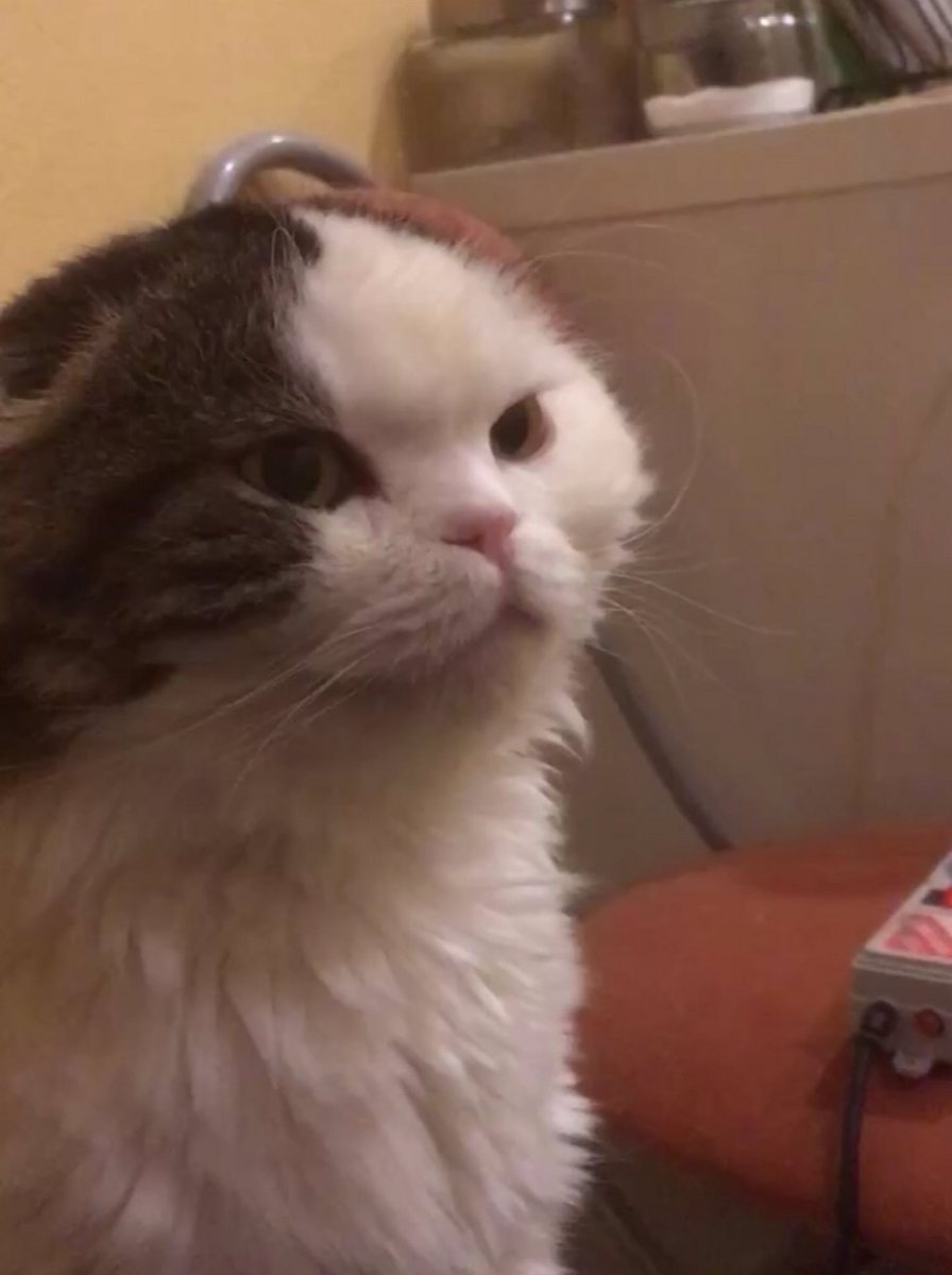 fedorbeats's tweet photo. Интересно, кот понял, что я чихнул, а не ругался на него?

#коты #кошки #cat #cats #CatsOnTwitter #CatsOfTwitter https://t.co/Q3gaimZHkc
