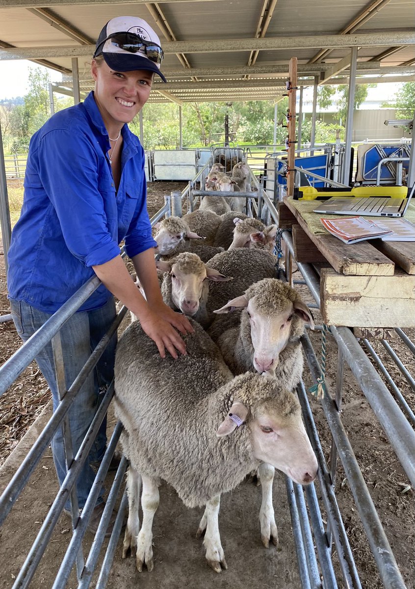 mumblebone1's tweet photo. A big day of data recording today with my favourite stud advisor, Harriet. (Just roll with it Ferg) 

Breech wrinkle, breech cover, dag, wool colour &amp; character all ticked off for these 9mth old ewes prior to joining in a couple of weeks. #lovewhatido #modernmerino https://t.co/ETLdNzDD6w