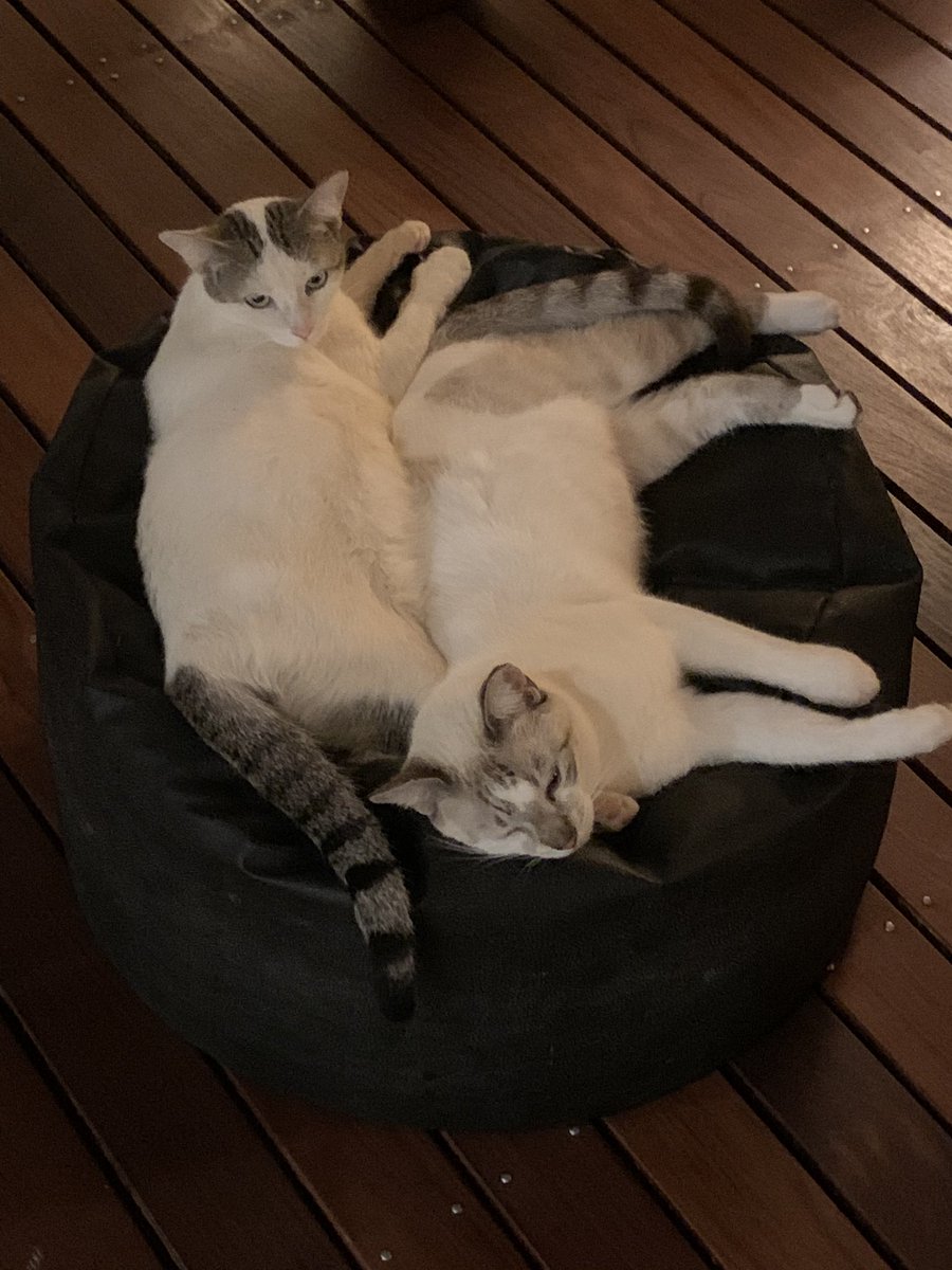 Chachouleroi's tweet photo. Mes amours sauvages Prince et Princesse. Elle vient de piger le bonheur des caresses même si elle est encore sur ses gardes. Son frère a tut compris depuis longtemps https://t.co/iXbdjonJsN