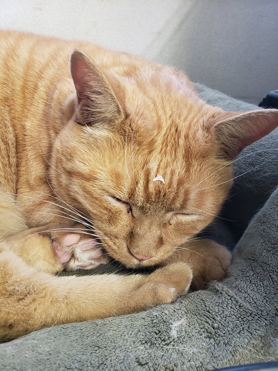 宇都宮動物園 公式 今日のネコ園長 どうしてそうなった 宇都宮動物園 ネコ園長 さんた 猫 ネコ 爪とぎ 爪
