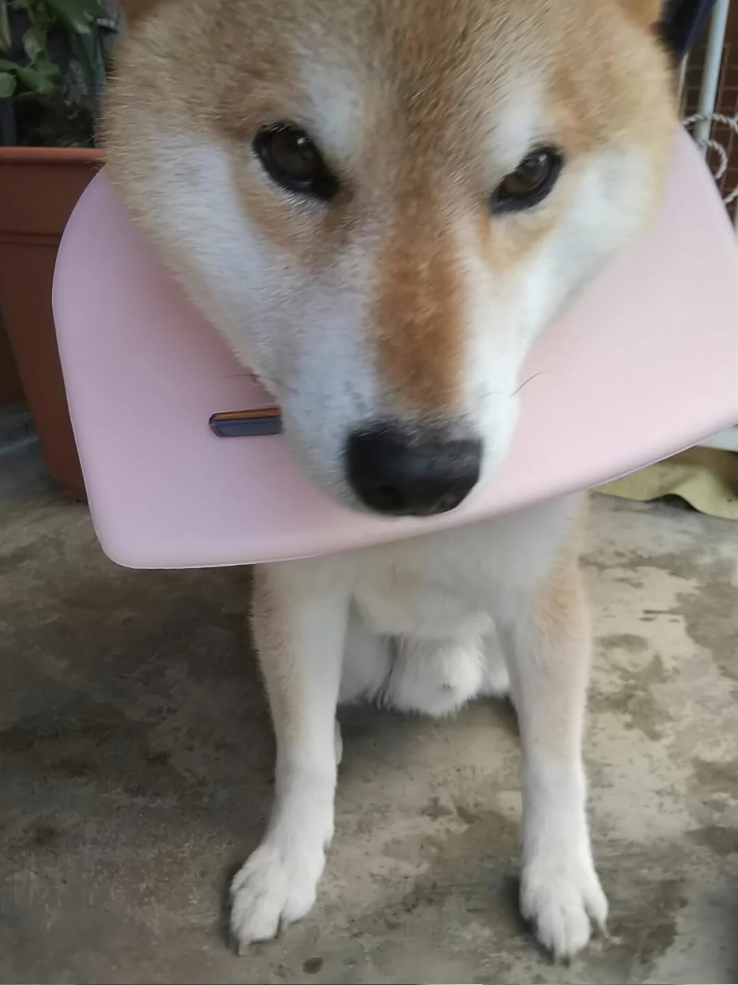 @K5dbZRmjNe77i5r 以前、我が家のが大をしている時に、近所のイッヌが鎖をブチ切って襲いかかってきました。
一瞬の事でどうすることもできなく、イッヌにぶん投げられた時お尻から止まらない💩と我が家のが宙を舞いました。
泡吹いて死にかけるくらい噛まれました。
飼い主は周りを注意してあげましょう。 