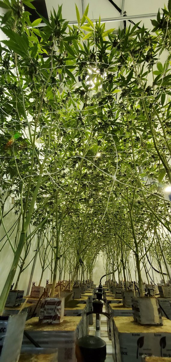 2Cultivators's tweet photo. Ice Cream Cake at day 25. Under and over canopy shots. More pics to come... #cannabis #CannabisCommunity #cannabisculture #growyourown #weshouldsmoke #StonerFam #Mmemberville #nofilter #methodseven https://t.co/nHrVNGWIKq