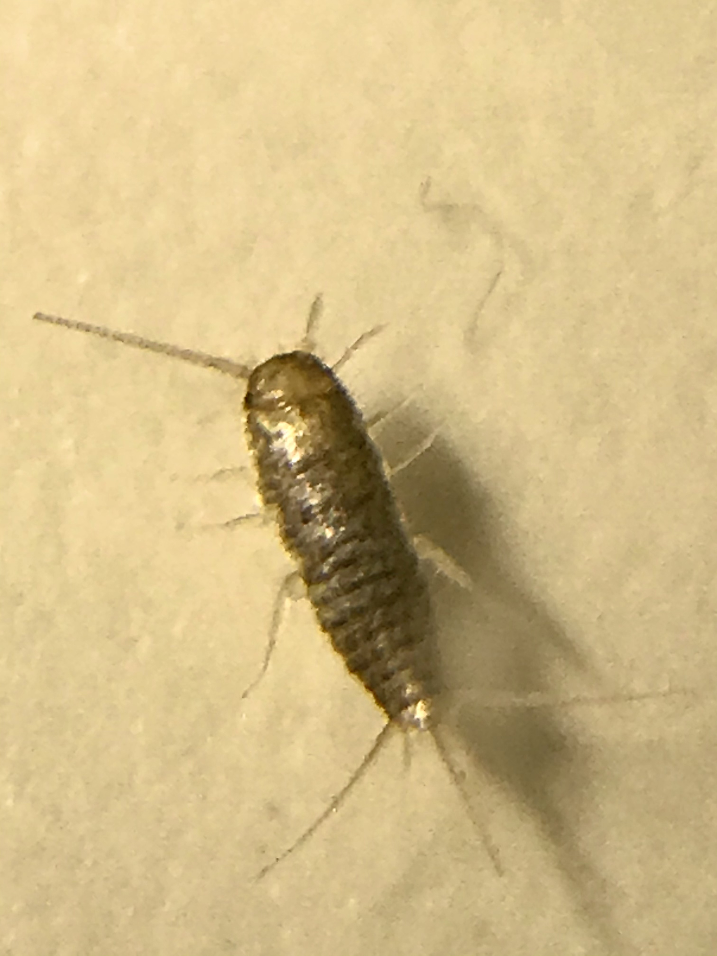 Suzuko Momoyama 紙魚 しみ を家の中で捕まえました 体長4mm 大和紙魚 のようです 紙を食べるので 餌には困らない 文学的な餌でも良いかも あ 私の絵も好きかも知れないなあ かわいいなあ しみじみと眺めています T Co 3bwxxuxcp2