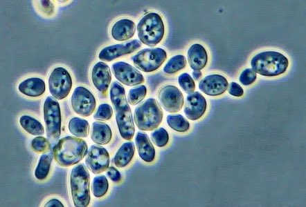 The fundamental job of baking microorganisms is to eat simple sugars (monosaccharides) and poop out CO2 —whilst reproducing massively. To do this, they need to break apart starches (polysaccharides) in the flour into simple sugars. Yes, there is a point to this. Keep scrolling 