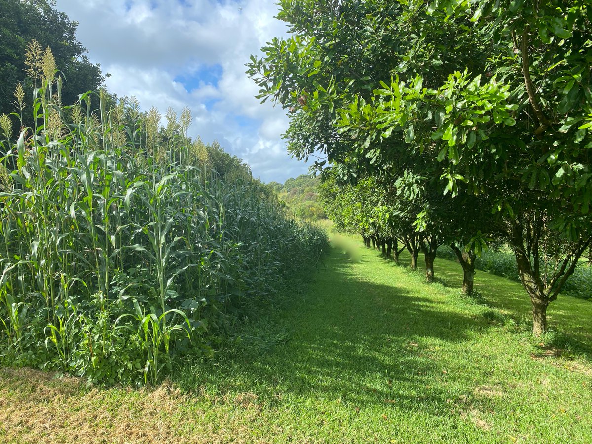 D Rex Harris tweet media