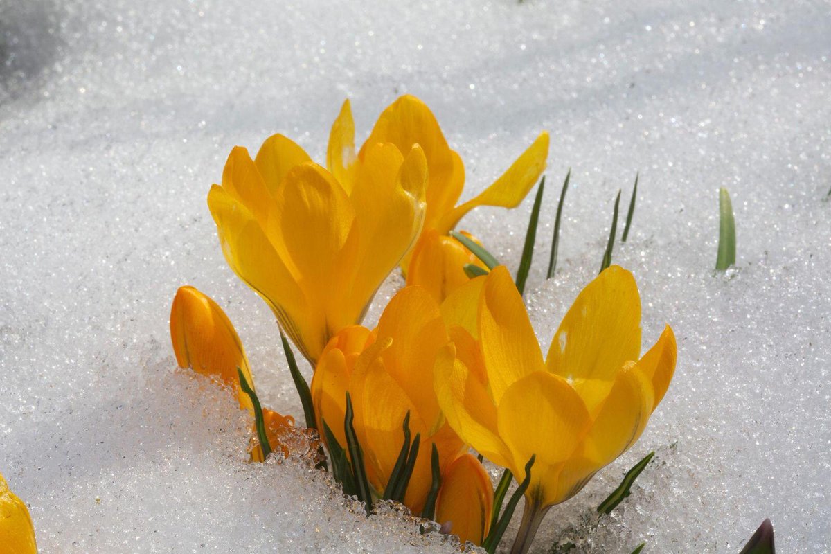 Первые цветы после снега. Бойчечак расми. Бойчечак Гули. Цветы из под снега. Крокусы в снегу.