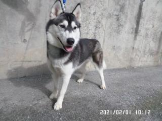 Japanesemichael Jackson 沖縄県那覇市保健所 期限 2月5日 性別 女 年齢 約2歳 犬種 シベリアンハスキー 体格 大 毛色 灰白 保護月日時場所 1 30 11 00頃 字安里 迷彩柄ハーフチョーク Mc 迷子犬 沖縄県 那覇市 字安里 シベリアン
