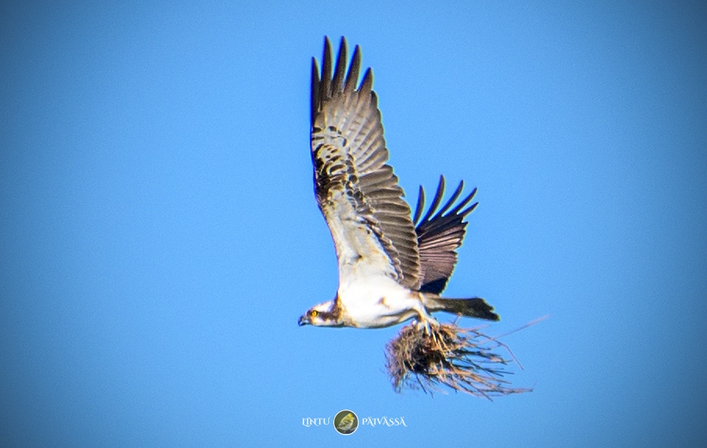 #Sääksi #Fiskgjuse #Osprey ⁠
#PandionHaliaetus⁠
⁠

#Linnut #Birds⁠