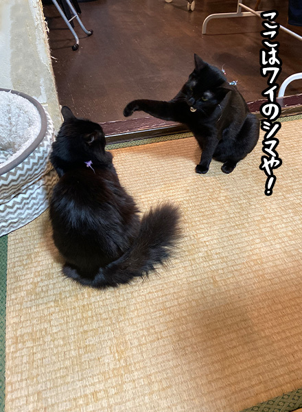 ア ビーフライ またまた喧嘩を始めてしまったこのふたり 喧嘩の行方はどうなることやら T Co Qng2rgj4j8 アメブロ Ameba Officialより 猫 黒猫 保護猫 多頭飼い 長毛猫 喧嘩 仲直り T Co Cnqzzwanu3 Twitter ア ビーフライ またまた喧嘩を始めてしまったこのふたり 喧嘩の行方はどうなることやら T Co Qng2rgj4j8 アメブロ Ameba Officialより 猫 黒猫 保護猫 多頭飼い 長毛猫 喧嘩 仲直り T Co Cnqzzwanu3 Twitter