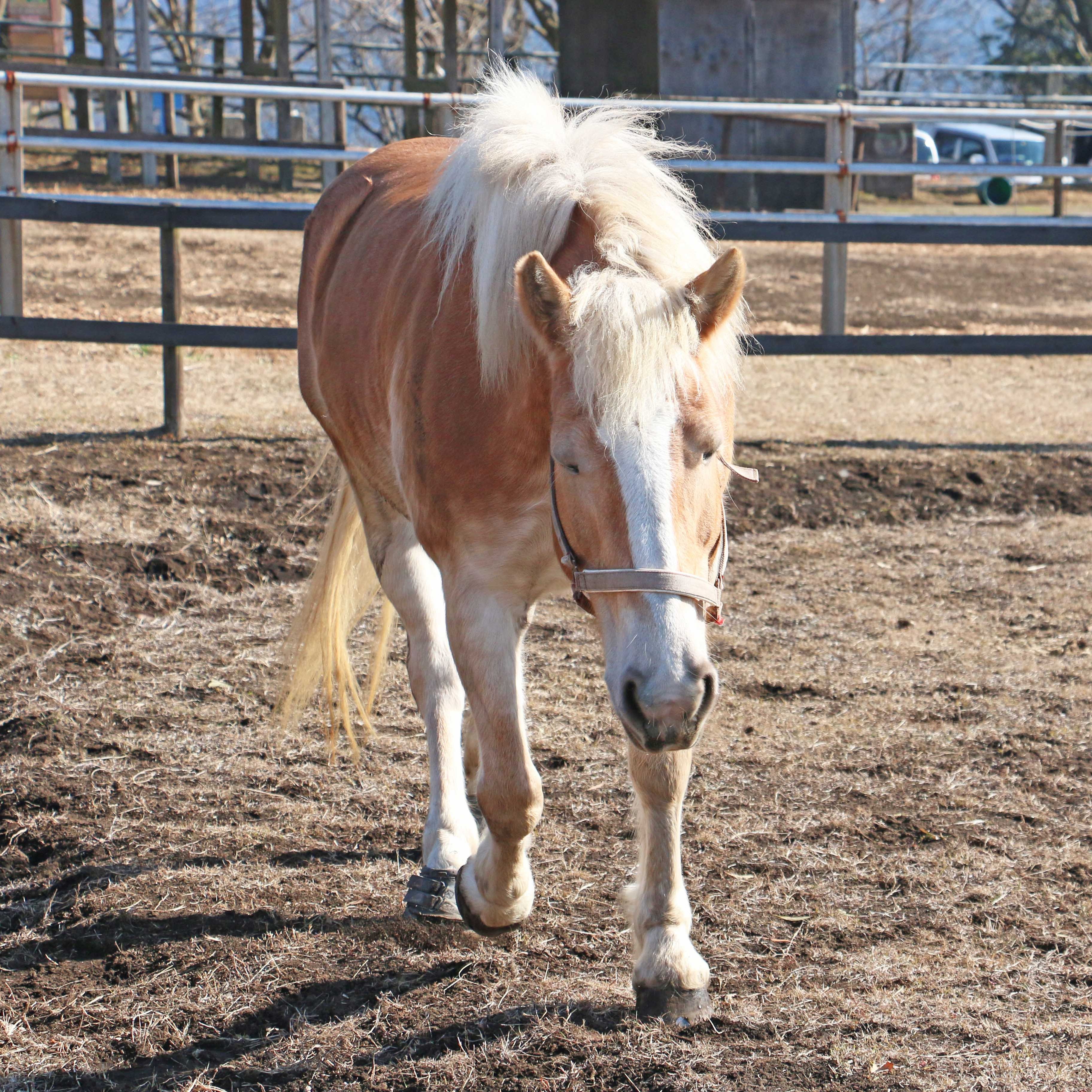 マザー牧場 в X: „＼#おうちでもマザー牧場／ 清々しい #青空 に