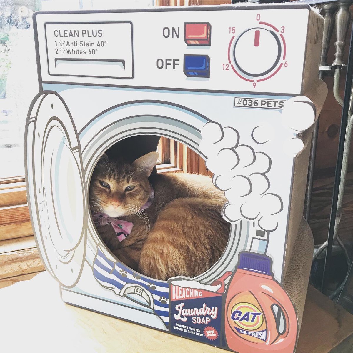 ねこらぼ あんじょう地域ねこの会 新しい爪とぎがきました とらまるが占領してます ねこらぼ 保護猫カフェ 猫カフェ 愛知県 安城市 猫 ねこ ねっこ 猫に癒される 猫と遊べる 保護猫 保護猫を家族に迎えるという選択 ねこらぼ あんじょう地域ねこの会 新しい爪とぎがきました とらまるが占領してます ねこらぼ 保護猫カフェ 猫カフェ 愛知県 安城市 猫 ねこ ねっこ 猫に癒される 猫と遊べる 保護猫 保護猫を家族に迎えるという選択