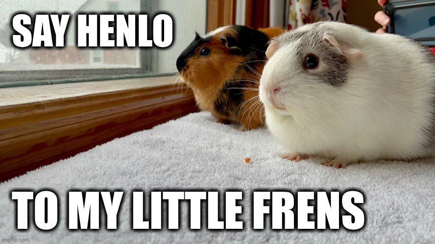 WheekendUpdate's tweet image. #pigface #guineapig #guineapigsofinstagram #cavy #pet #cute #guineapiglove #cavies #animals #petpig #guineapiglife #cavia