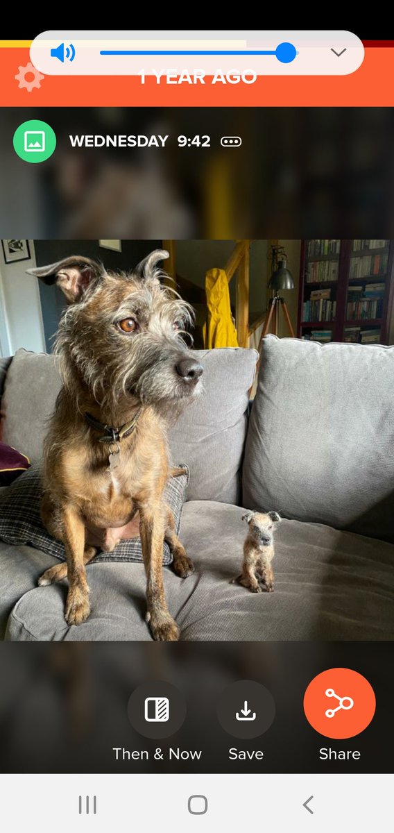 EmmaJemmison's tweet photo. @BootstrapCook Meet Ricky.....He is from the RSPCA.He is such a lovely boy..He sends his love.. https://t.co/Vg1Fo3qFN9