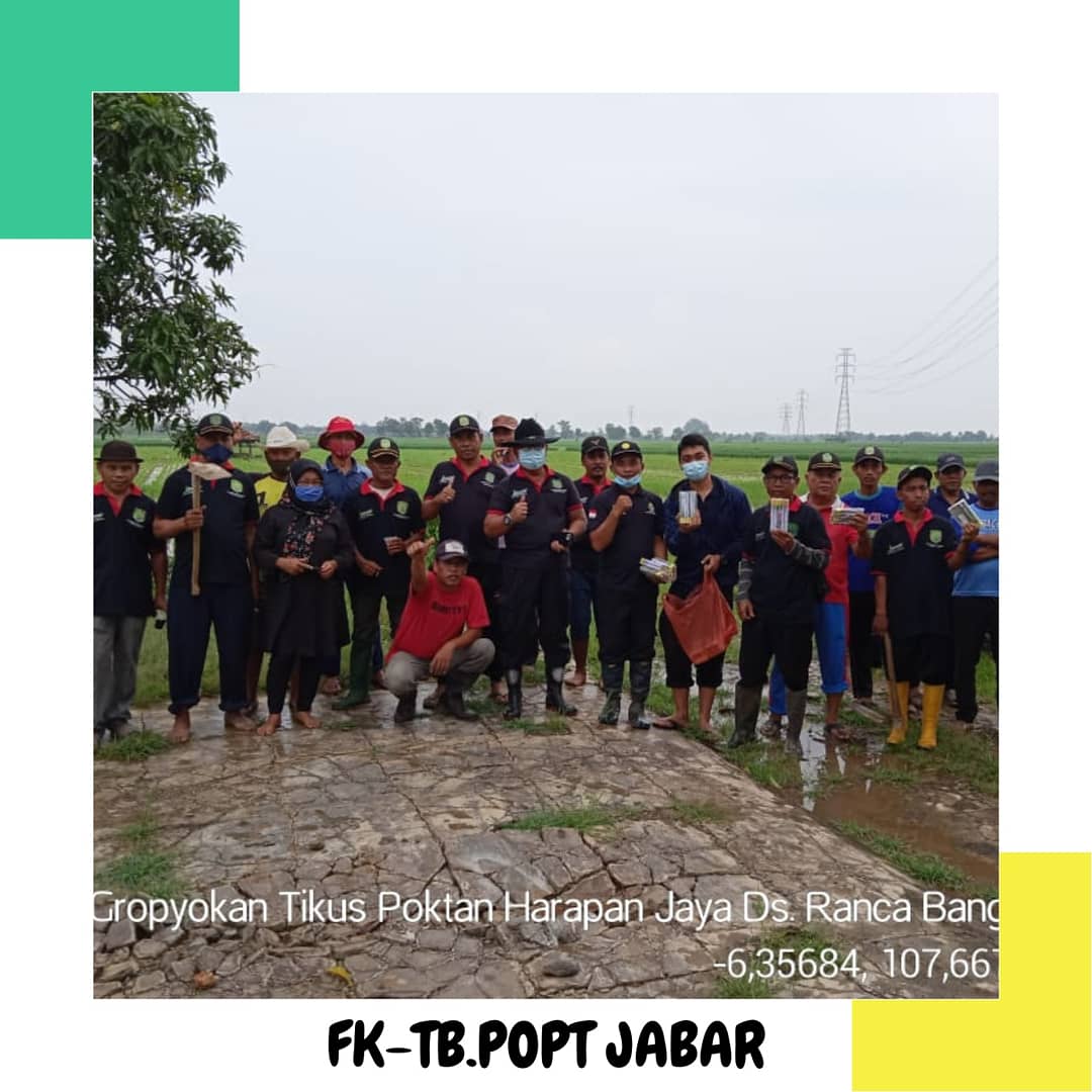 fktbpoptjabar's tweet photo. Gerakan pengendalian OPT Tikus (Gropyokan) pada tanaman Padi oleh #Petani dan #POPT di Kelompok Tani Harapan Jaya Desa Rancabango Kec. #Patokbeusi Kab. #Subang ππΎ
π· Linda Endin Wahyudin
#bptphjabar
#SalamPHT
#JabarJuara
#KawalSampaiPanen https://t.co/LngxfmwUs1