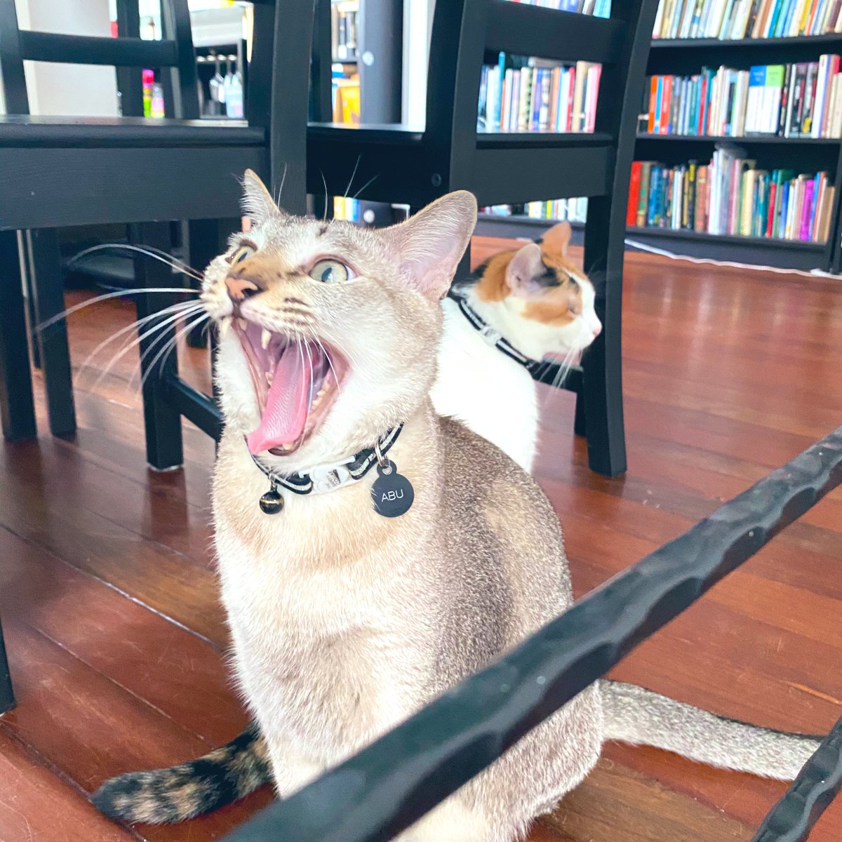 itsneonyang's tweet photo. NGL. A big part of the reason I came back to the office today was to meet the new residents @singlitstation https://t.co/f7x07QGFKv