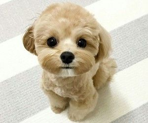 minminthings's tweet image. 