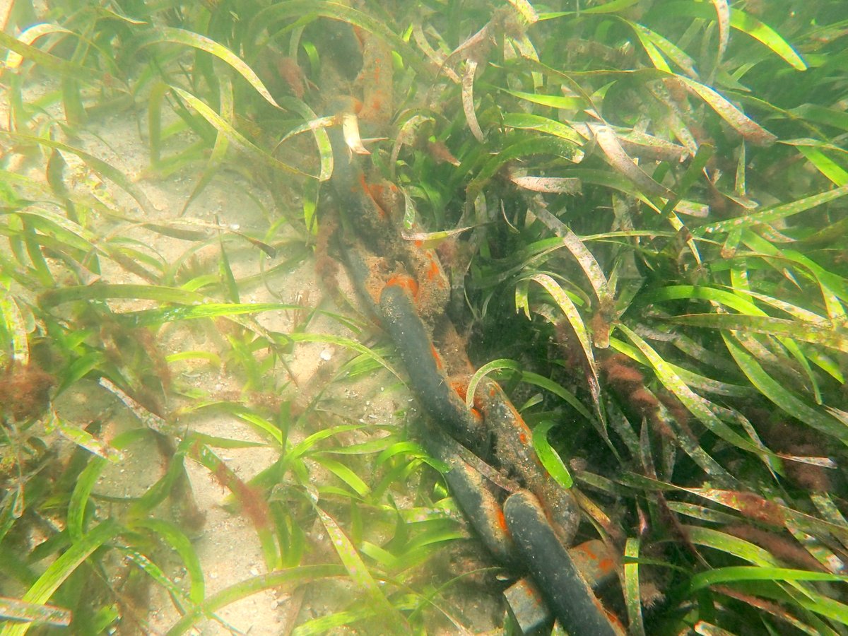 New article in @EMRjournal sharing three #seagrassrestoration initiatives in Australia. Projects collaborate with #TraditionalOwners, #CitizenScientists, and #RecreationalFishersusing #seeds and #beachwrack #Ruppia #SeedsforSnapper #OperationPosidonia
onlinelibrary.wiley.com/doi/10.1111/em…