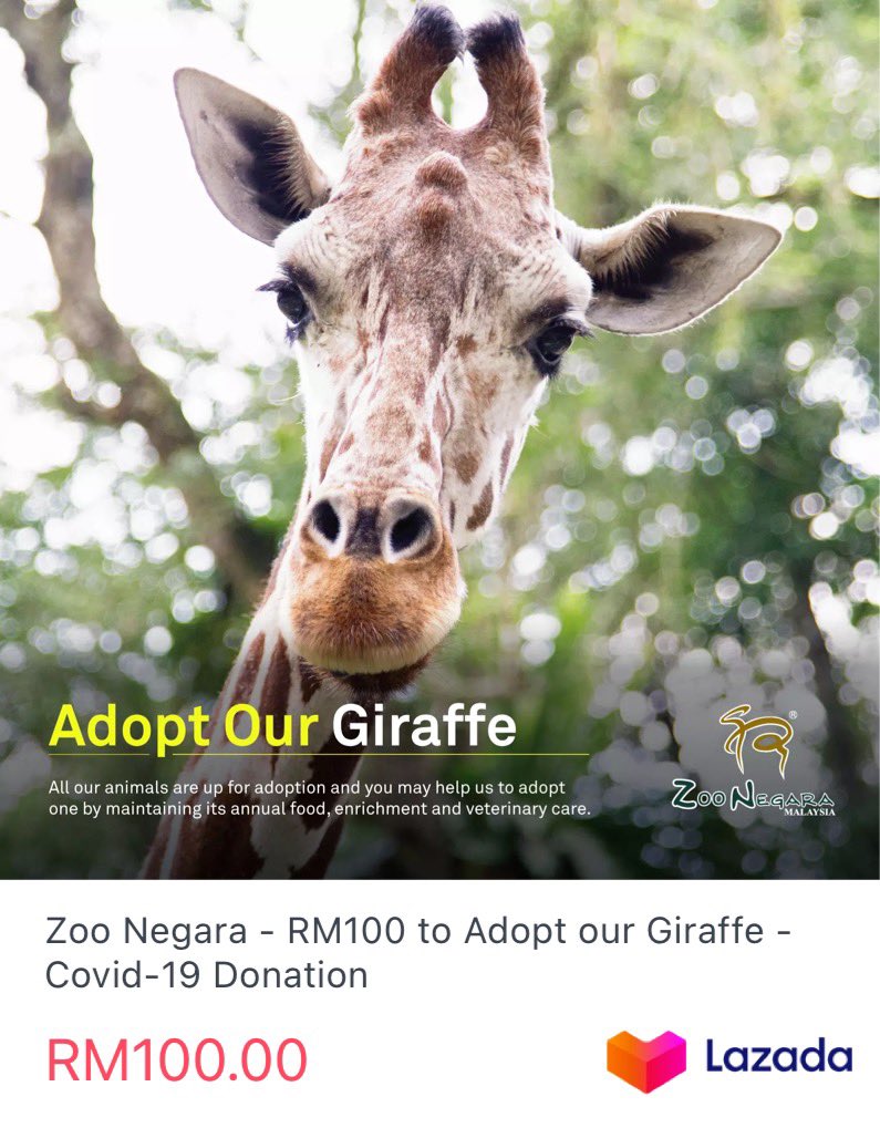 Sebenarnya selain drpd pusat perubatan, Zoo Negara juga masih memerlukan dana bantuan utk bekalan mknan tahunan dan penjagaan veterinar yg rapi utk haiwanΒ² di dlm jagaan mereka.
Kepada sesiapa yg ingin menyumbang, boleh terus ke aplikasi Lazada.
ππΌ https://t.co/LLBB4xsiZB https://t.co/16bAuch6BY