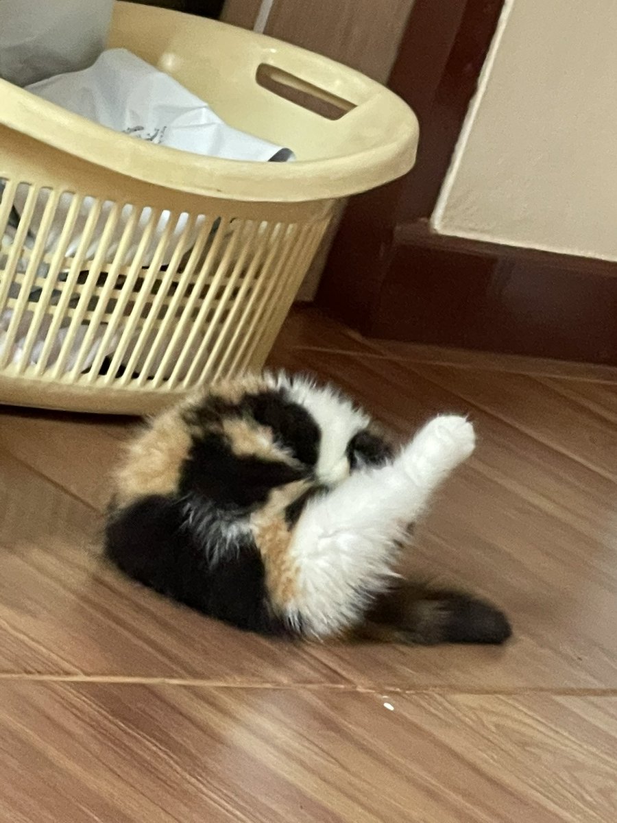 พี่ชบาไม่ต้องละ หนุทำได้