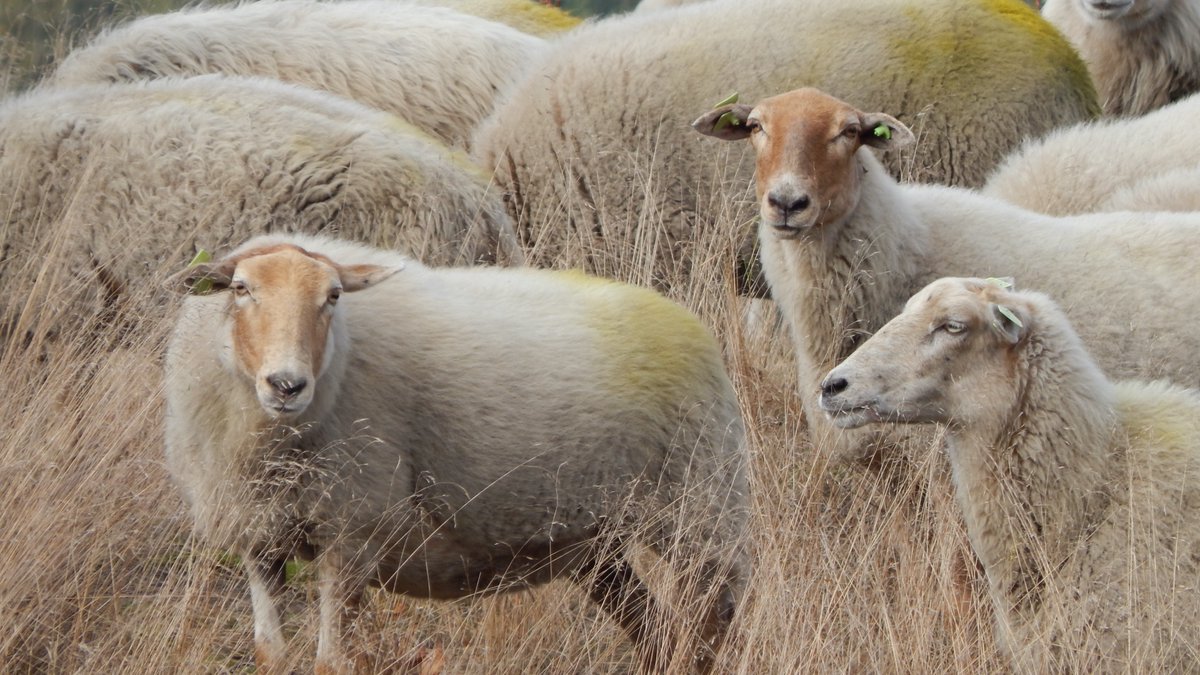 Tijdens een handhavingsactie gisteren in Sint Anthonisbos, hebben 5 personen met loslopende hond een proces verbaal gekregen van onze BOA's. Dit mede ter bescherming van onze kudde Kempische heideschapen en Schotse Hooglanders.