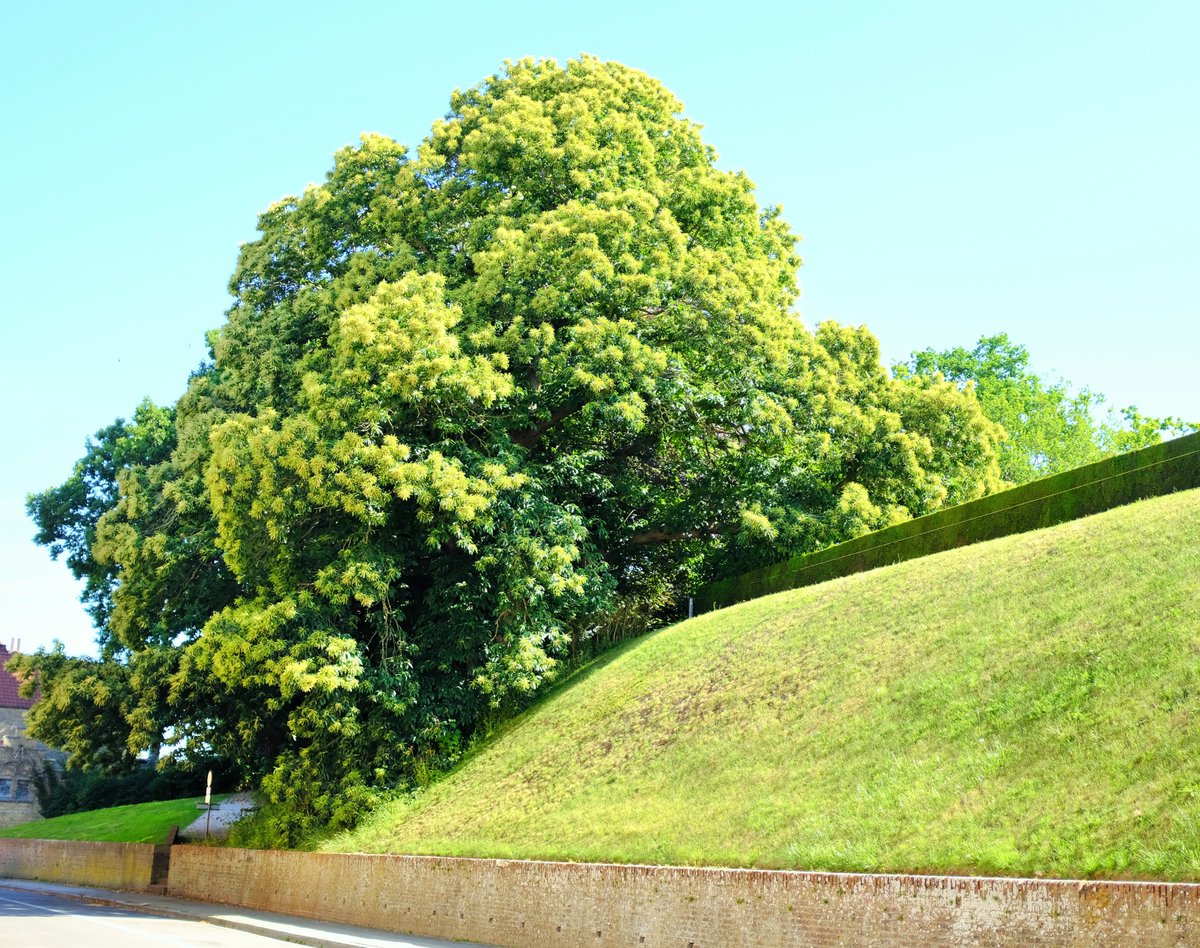 TreeoftheYear's tweet image. 📣 Voting for #ETY2021 starts today! 📣 
Meet our first contestant, The Four-Trunked Survivor, from Ypres in Belgium. 
Vote:treeoftheyear.org 
Photo: City of Ypres
@Belgium @stad_ieper  
#TreeoftheYear  
#TreeStories  
#Belgium  
#chestnuttree
