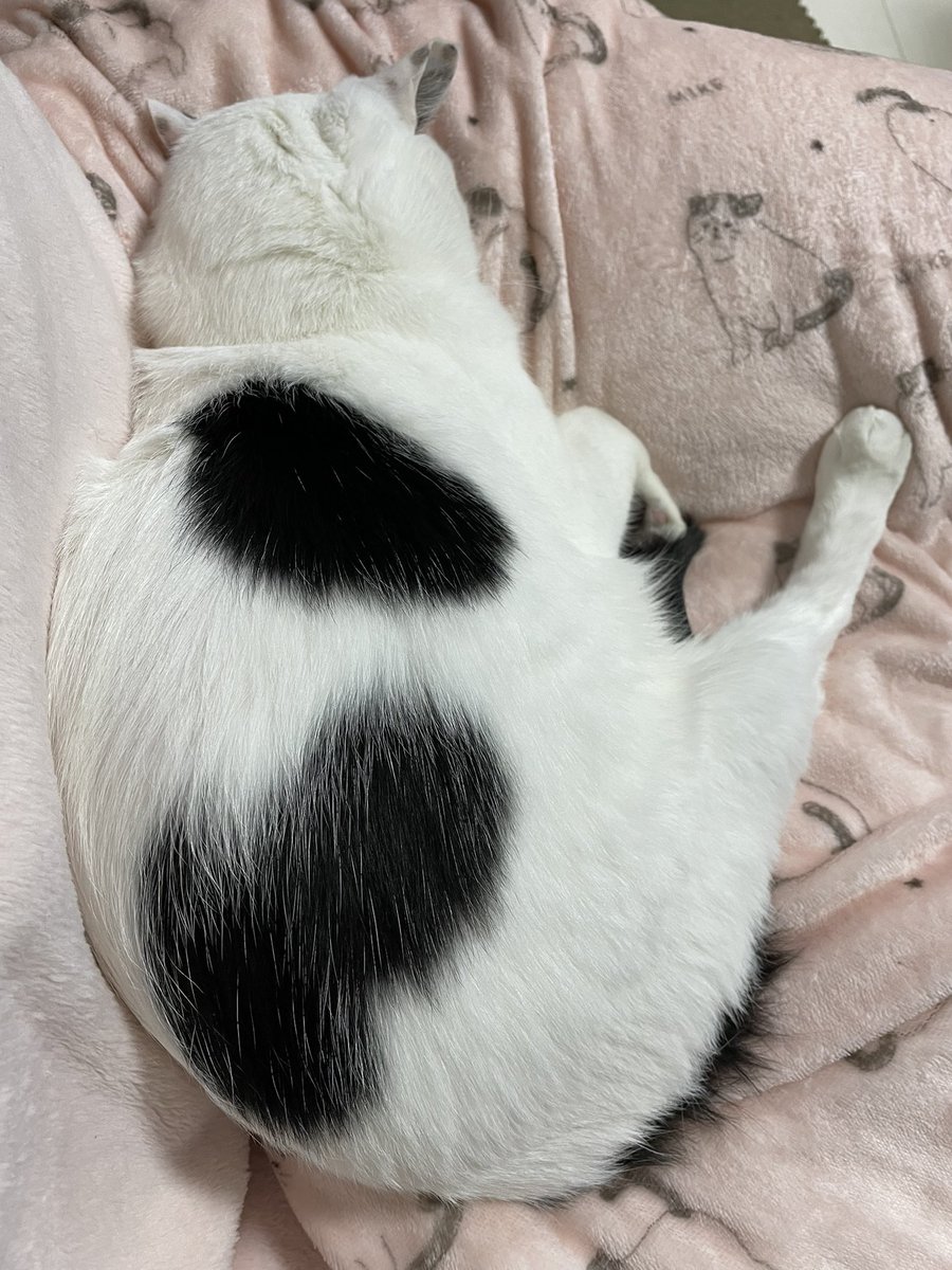 eralogaim_neko's tweet photo. 丸い🤣
寝方が可愛い😽💕 https://t.co/AaeXU5JxGD