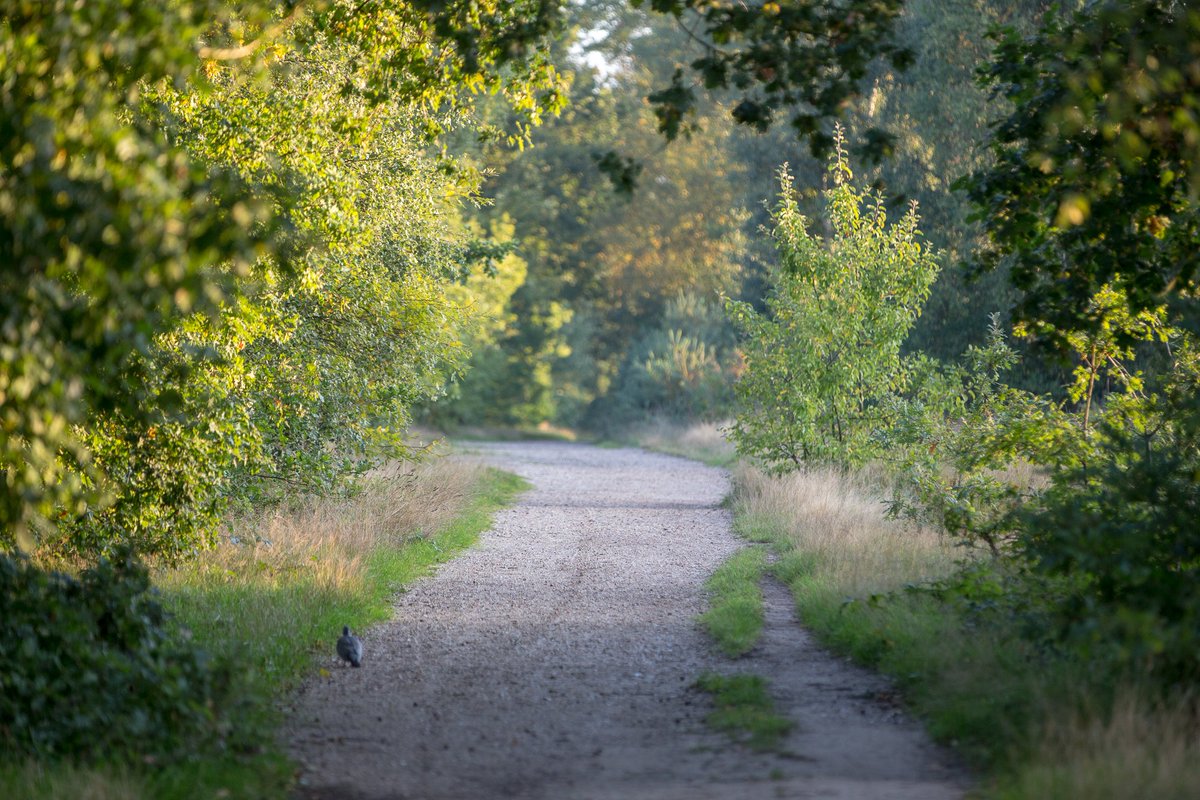 ELECTION OF CONSERVATORS 2021.  Returning Officer, Nigel Ware (the Home Office appointed Conservator), is pleased to announce the candidates standing in this year's triennial election of Conservators of Wimbledon and Putney Commons. 
 bit.ly/WPCCelectionCa…