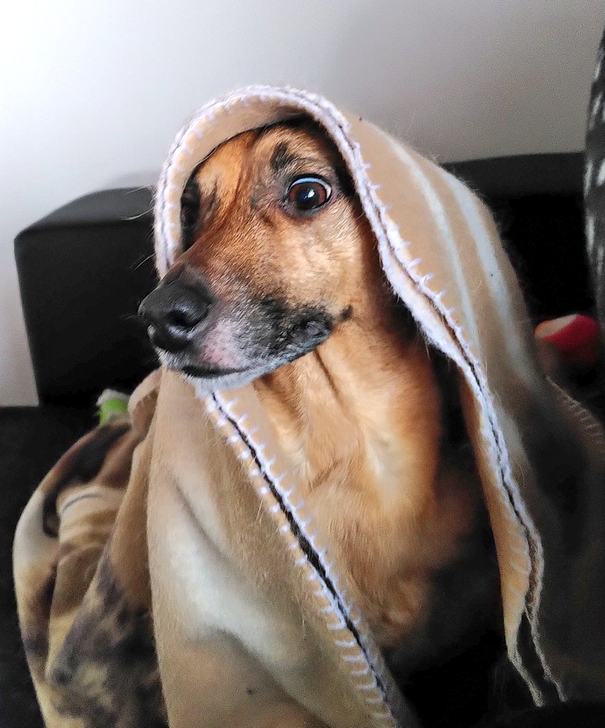 Sind sich nicht die Droidski, die ihr sucht, das! ☝🏾🐶