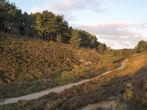 Plantations which build in biodiverse habitat