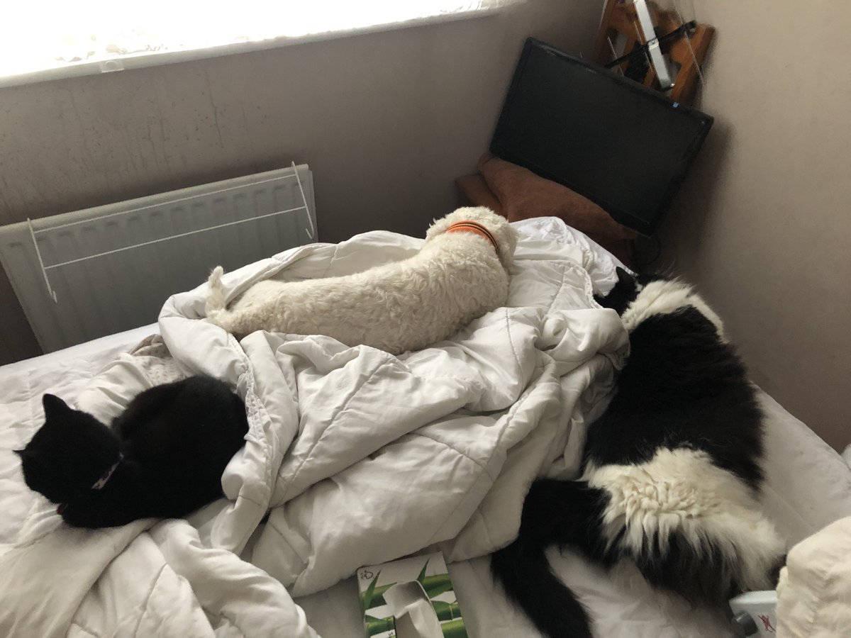 MeandTheMaster1's tweet photo. @BootstrapCook When you want to make your bed and find you have lodgers...3 out of the 4 took up residence ... 💖🐾💯 https://t.co/Eb46vhQmV5
