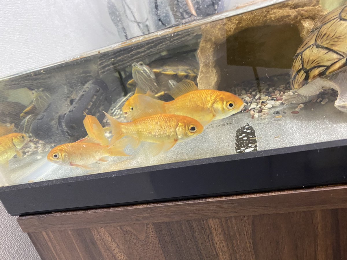 吉野七宝実 亀って金魚食べないんですか ってよく聞かれるんだけど 結論から言うと食べる 食べるから 長期で家開ける時に入れたのだけど 何故かもうかれこれ一年 一緒に住んでる 吉野七宝実 亀って金魚食べないんですか ってよく聞かれるんだけど 結論から言うと食べる 食べるから 長期で家開ける時に入れたのだけど 何故かもうかれこれ一年 一緒に住んでる