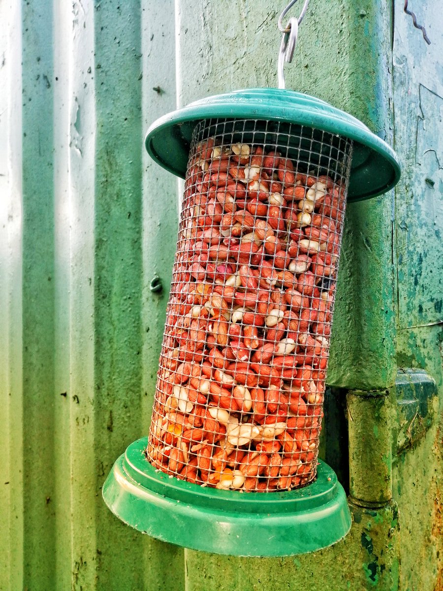 Happy #SaintBridgetsday and Happy first day of #spring #Duhallow <a href="/millstreet_town/">Millstreet.ie</a> #Cork #Ireland I Heard <a href="/pmessy/">Patricia Messinger</a> talking about #traditions on <a href="/C103Cork/">C103</a> as well 🐦😁🤗