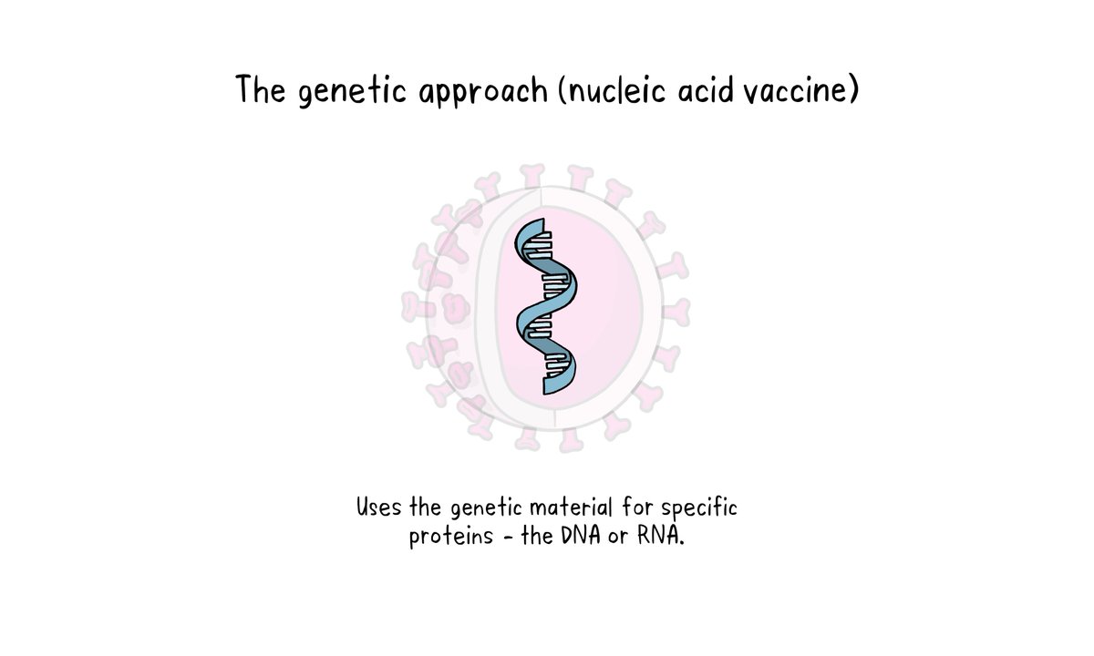 The genetic approach (nucleic acid vaccine) uses a section of genetic material that provides the instructions for specific proteins, not the whole microbe. Learn more  http://bit.ly/3caqsDW 