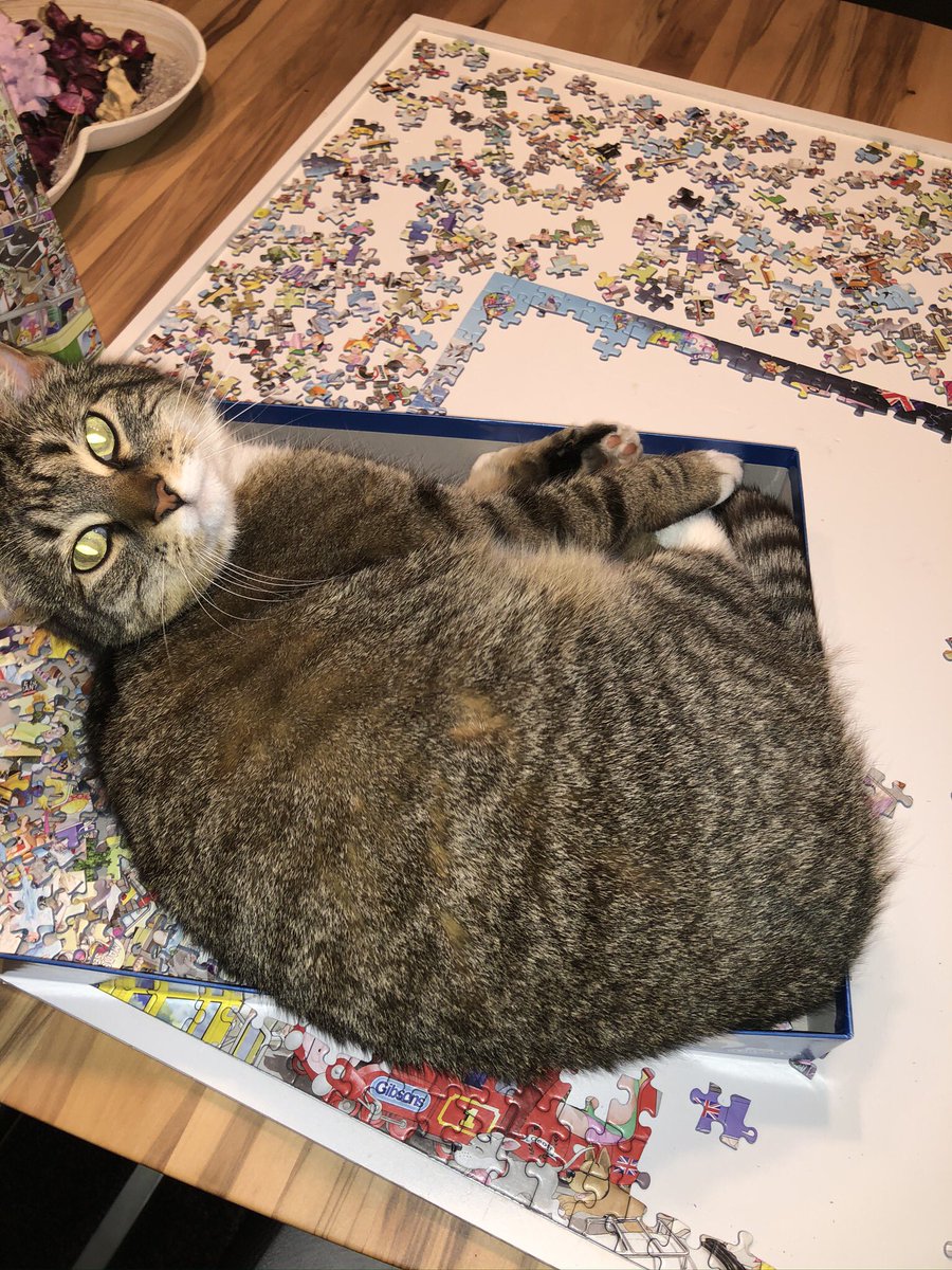 Curlibird's tweet photo. @SusanCalman @AMYS1987 This is Maisie - she loves a jigsaw 🥰 https://t.co/bj7PrZwbVo
