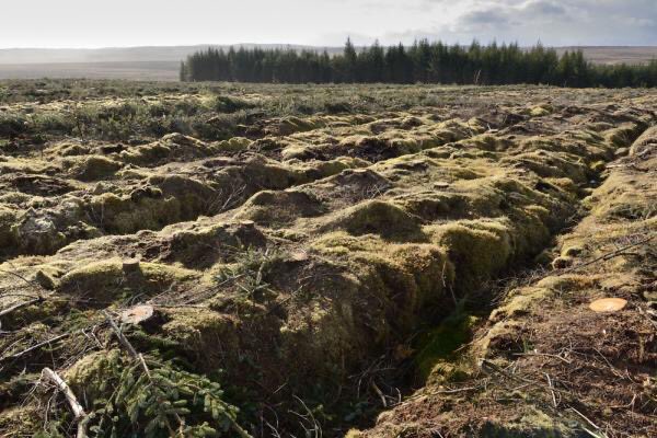 The Flows Sutherland, trees as a tax dodge not as a crop https://www.researchgate.net/profile/Richard_Lindsay3/publication/49290377_The_flow_country_the_peatlands_of_Caithness_and_Sutherland/links/0f31752ed52a6c7677000000/The-flow-country-the-peatlands-of-Caithness-and-Sutherland.pdf?origin=publication_detailA conservation victory the tax dodgers and crooks have never forgiven, it derailed their con for a bit, but biomass and climate lies have given them a new way of milking us the tax payer while