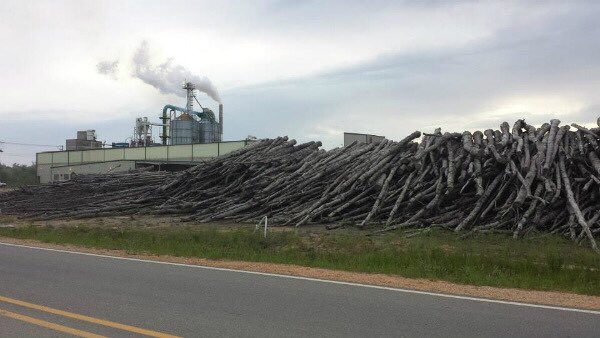 damaging climate and biodiversity and making peoples homes unliveable @DogwoodAllianceBlack communities get the polluting pellet plants which our biomass taxes pay for