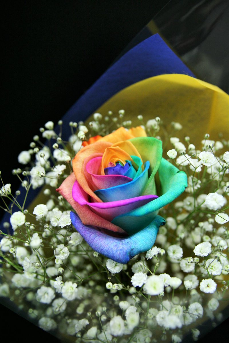 レインボーローズ