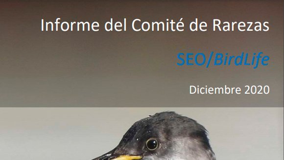Nuevo informe mensual del Comité de #Rarezas de 
<a href="/SEO_BirdLife/">SEO/BirdLife</a>. Registros correspondientes a dic. de 2020. Incluye el 1er registro para España de Melanocorypha bimaculata y L. excubitor algeriensis/elegans y el 2º de Zoothera aurea, sin citas desde 1912. reservoirbirds.com/Articles/RBAR_…