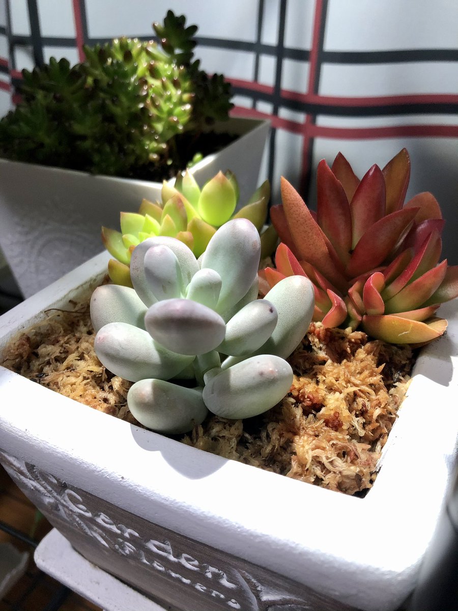 Bebe 仕事頑張った や 疲れた 癒されたい て思う度に 植物を迎え入れていたら 半年で5 鉢くらいに増えてしまってた 置く場所 でも もっと増やしたいから 引っ越したい ナウシカの地下室のアレくらいの 癒し度に憧れる Bebe 仕事頑張った や 疲れた 癒されたい て思う度に 植物を迎え入れていたら 半年で5 鉢くらいに増えてしまってた 置く場所 でも もっと増やしたいから 引っ越したい ナウシカの地下室のアレくらいの 癒し度に憧れる