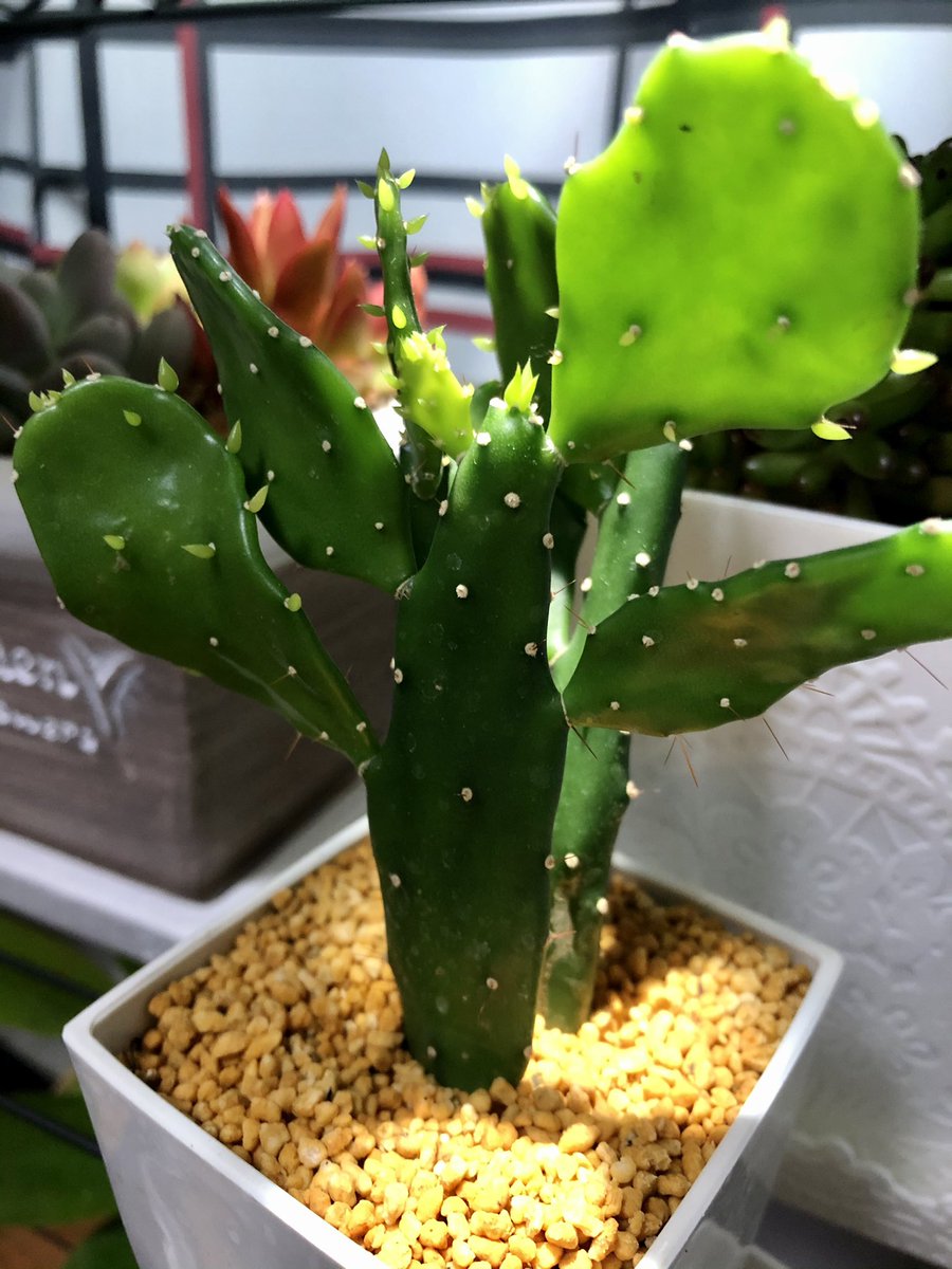 Bebe 仕事頑張った や 疲れた 癒されたい て思う度に 植物を迎え入れていたら 半年で5 鉢くらいに増えてしまってた 置く場所 でも もっと増やしたいから 引っ越したい ナウシカの地下室のアレくらいの 癒し度に憧れる Bebe 仕事頑張った や 疲れた 癒されたい て思う度に 植物を迎え入れていたら 半年で5 鉢くらいに増えてしまってた 置く場所 でも もっと増やしたいから 引っ越したい ナウシカの地下室のアレくらいの 癒し度に憧れる