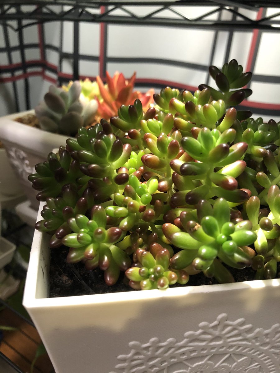 Bebe 仕事頑張った や 疲れた 癒されたい て思う度に 植物を迎え入れていたら 半年で5 鉢くらいに増えてしまってた 置く場所 でも もっと増やしたいから 引っ越したい ナウシカの地下室のアレくらいの 癒し度に憧れる Bebe 仕事頑張った や 疲れた 癒されたい て思う度に 植物を迎え入れていたら 半年で5 鉢くらいに増えてしまってた 置く場所 でも もっと増やしたいから 引っ越したい ナウシカの地下室のアレくらいの 癒し度に憧れる