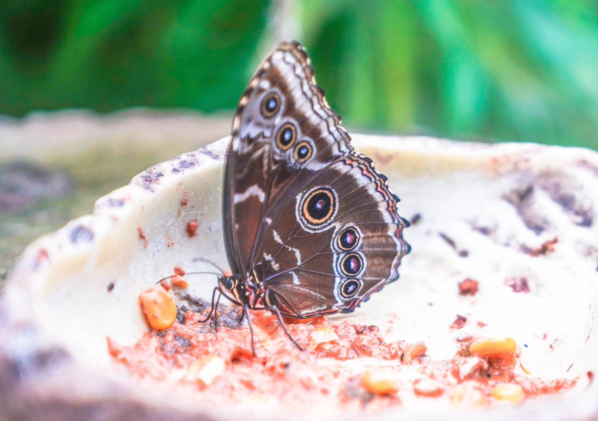 Butterfly beauties 🦋 #tb #jimmysfarm #jimmydoherty #butterfly #butterfliesofinstagram #butterflyhouse #suffolk #essex #eastanglia #wildlifepark #wildlife #wildlifephotography #wildlife_perfection #wildlifephotographer #wildlifeplanet #greatdaysout #visitengland #visituk