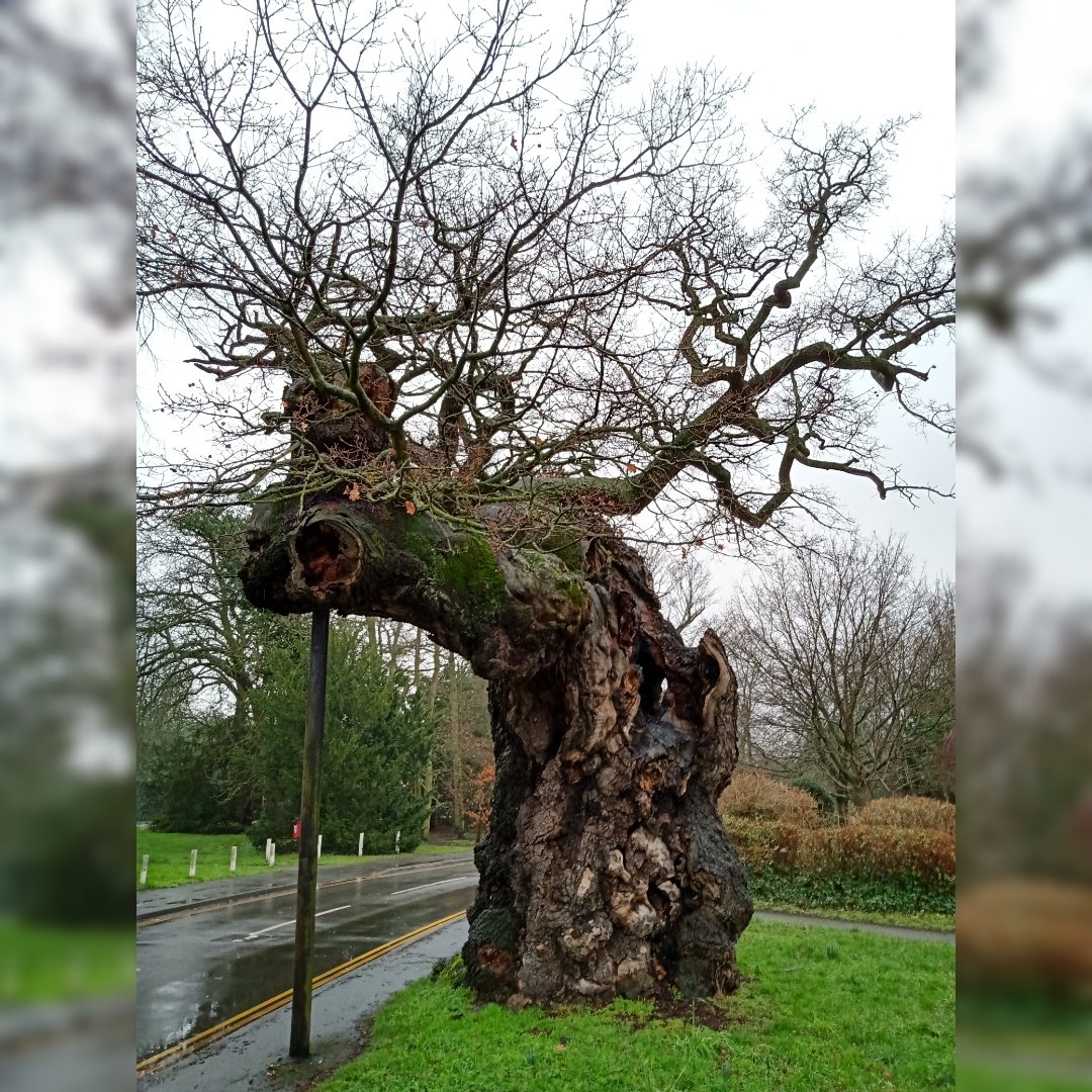 _TonyHall_'s tweet photo. An amazing survivor from a long ago forest. Now a street tree! This old oak is around 600 years old, and has a girth of over 7m. Thought to be an old boundary tree from Windsor forest, now more than 8 miles away! https://t.co/3yCogjO7bw