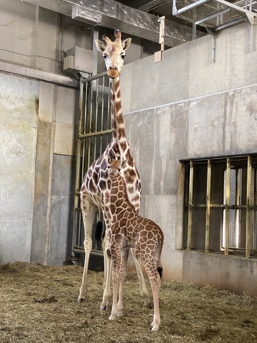 旭川市旭山動物園 公式 على تويتر キリン親子のモニター近くにこどもの身長をおしらせする身長計を設置しました 現在は約2メートル 生まれて1ヶ月で約25センチ大きくなりました 旭山動物園 Asahiyamazoo キリン アミメキリン Giraffe 結 キリンのこども