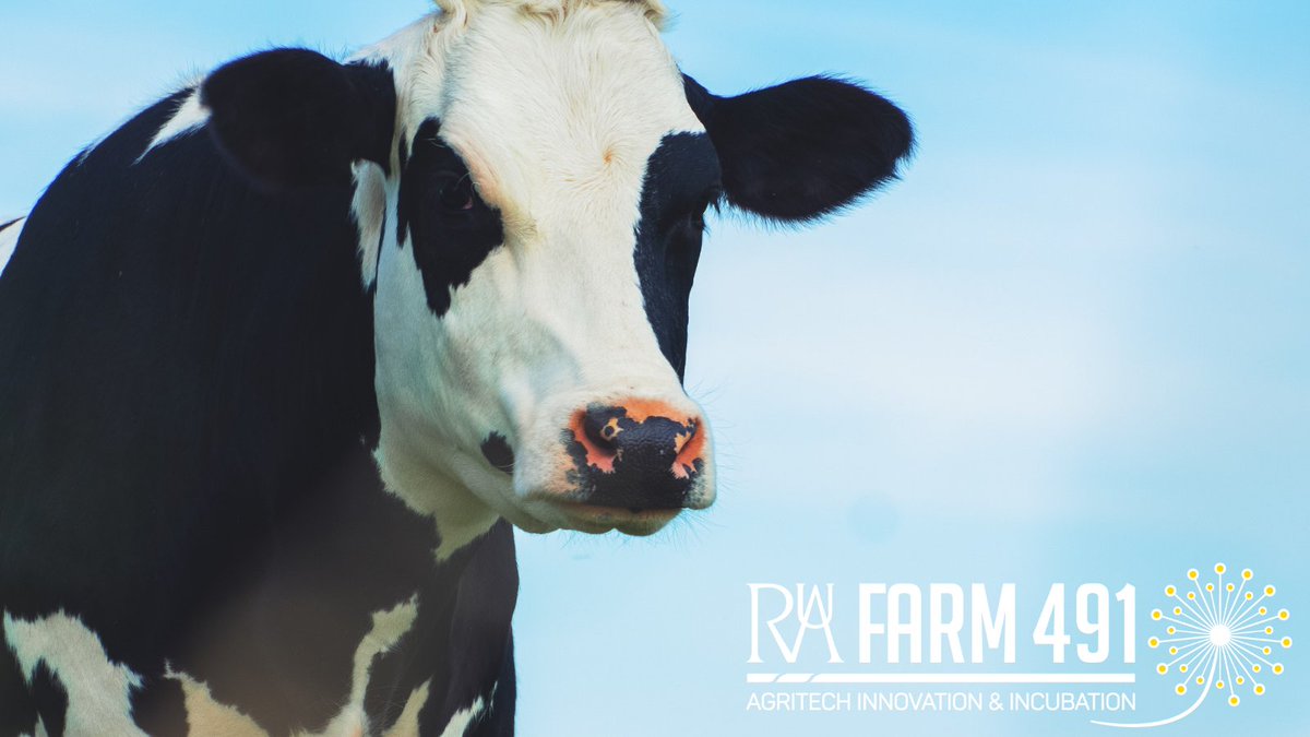 Farm491's tweet image. Welcoming in #Februdairy with a shoutout to 2 of our members
🥛
@_Breedr is a precision livestock network, helping #farmers to produce and market more profitable #Cattle 
🐮
@Ice_Robotics use their Cow Alert system to monitor movements and alert the user of any abnormal behaviour