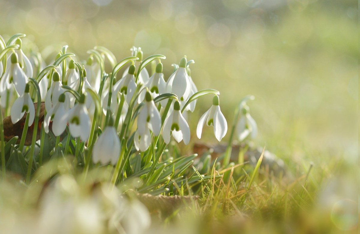 startupyorks's tweet photo. White Rabbits its the 1st February! Mother nature is beginning to show signs of spring approaching soon with snowdrops appearing in late winter...are there any near you yet?!

#yorkshire #nearlyspring #snowdrops #winter #february #smallbusiness #shoplocal https://t.co/hrHLxcu2TN