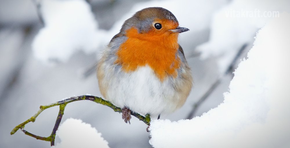 vitakraft's tweet photo. Der @nabu_de sucht den Vogel des Jahres! Wir haben unsere Wahl schon getroffen. 
Hier geht's zur Abstimmung 👉 https://t.co/hDAAmAc8zj https://t.co/KbHK0X0Zbu