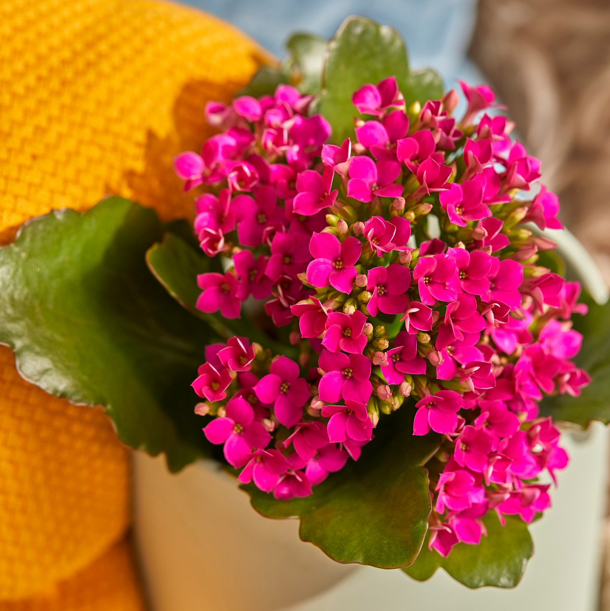 Hallo februari! 💥❤️
#AlwaysKalanchoe #Kalanchoe #woestijnroos #AltijdKleurrijk #altijdMakkelijk #alwayscolourful #easycare #AltijdGezellig #vetplant #vetplantmetbloemen #potbloeier