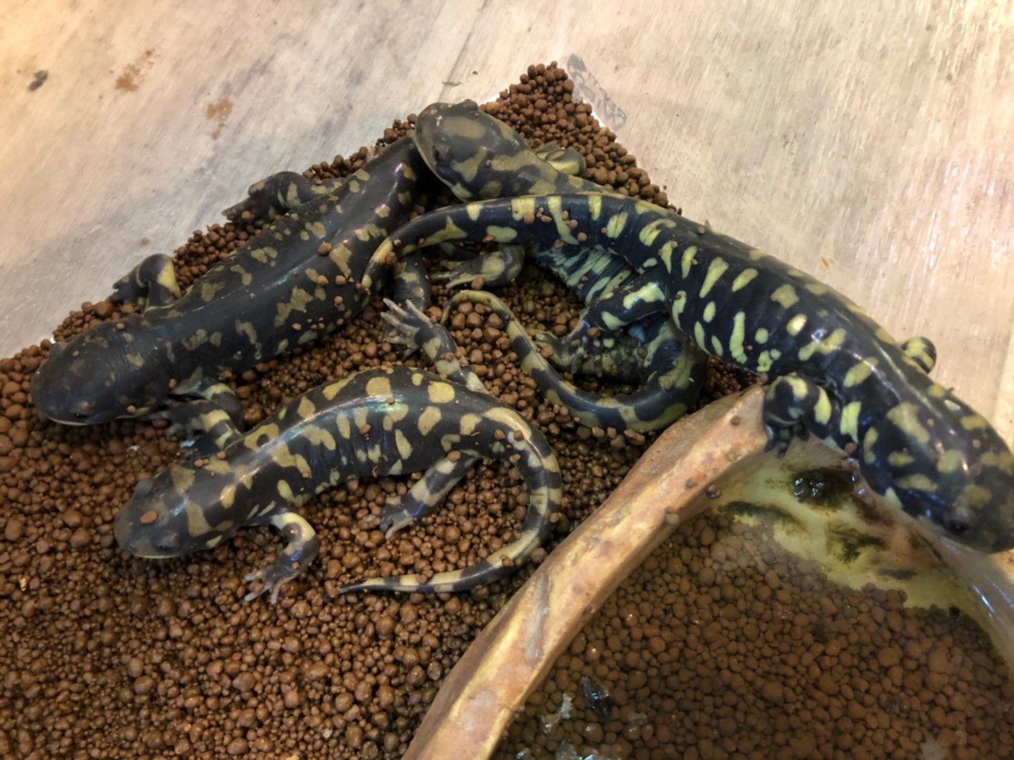 爬虫類ショップアンテナ博多店 オビタイガーサラマンダー お待たせしました トウブほど巨大でない代わりに 成長に伴い鮮やかなレモンイエローのバンド模様が綺麗になっていきます トウブと同じく 有尾界のツノガエル と言っていいほど食欲旺盛な