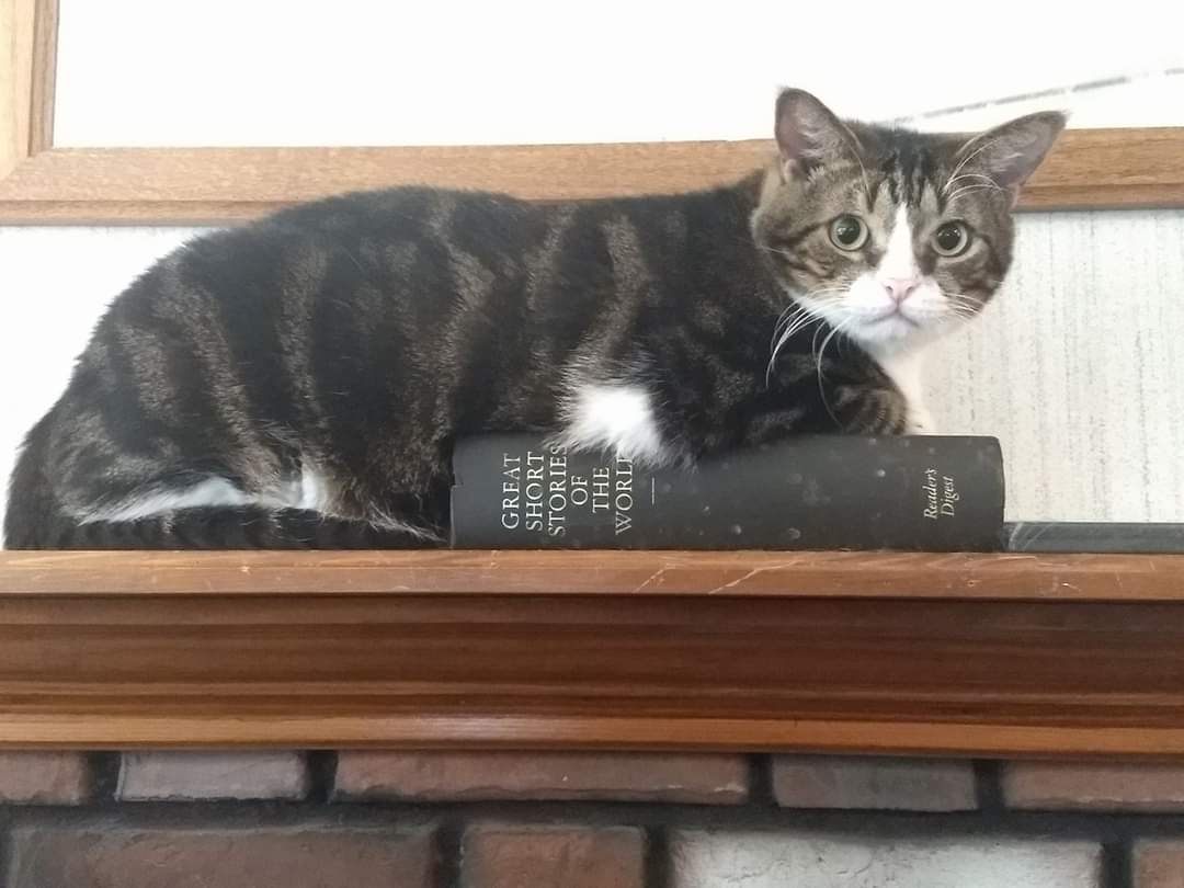 Moustache passed away from heart failure this morning. The sweetest guy I ever knew. It's hard finding reasons to get up most mornings. Most people don't understand how hard rescue is, loss after loss, alone with grief so often.

Rest in peace Moustache, 2013-2021.